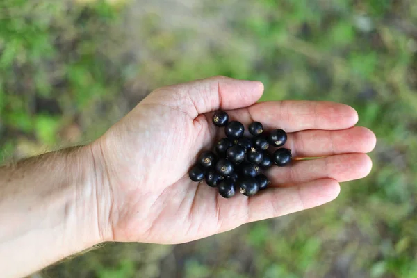 Currants Palm Currant Berry Hand — Foto Stock