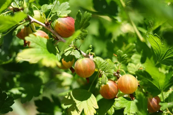Gooseberry Grows Bush Close Gooseberries Ripen — Stock fotografie