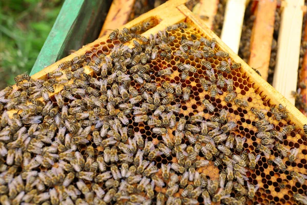 Frames Bees Apiary — Fotografia de Stock