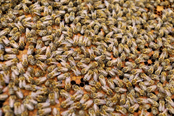 Lots Bees Close Bees Insects — Stock fotografie