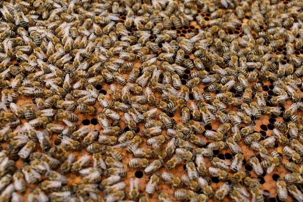 Lots Bees Close Bees Insects — Stock fotografie