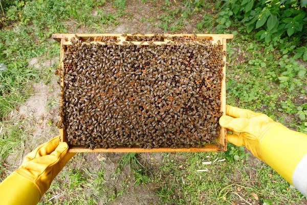 Frames Bees Hands — Fotografia de Stock