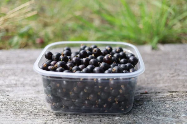 Black Currants Plastic Basket — 图库照片