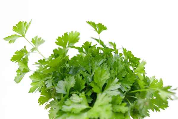 Parsley Greens Parsley Close Isolate — Foto Stock