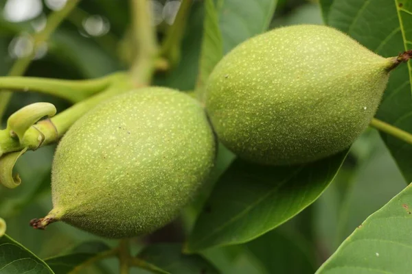 Green walnut growing on a tree close-up