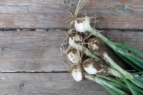 Green onion. Onion harvest close-up