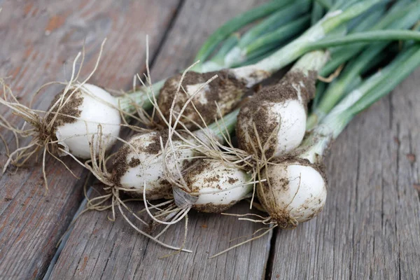 Green onion. Onion harvest close-up