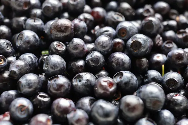 Blueberry Close Dark Blue Berry — Fotografia de Stock