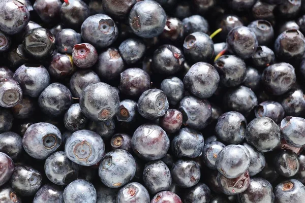 Blueberry Close Dark Blue Berry — Fotografia de Stock