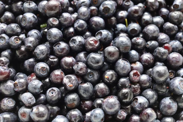 Blueberry Close Dark Blue Berry — Foto Stock