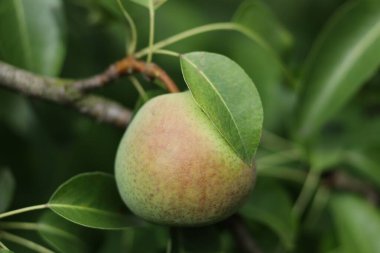 Ağaçta olgunlaşan armutlar