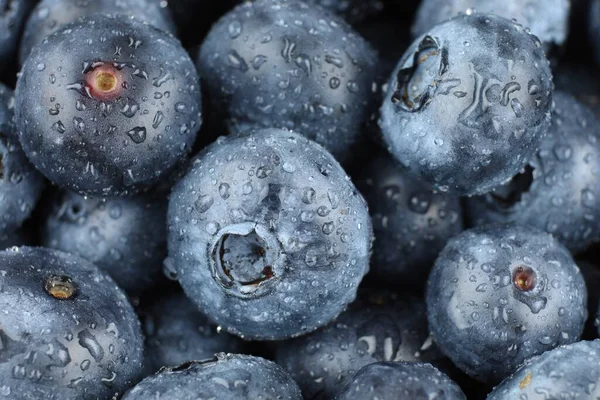 Blueberry Organic Food Lot Berries Blueberry — 图库照片