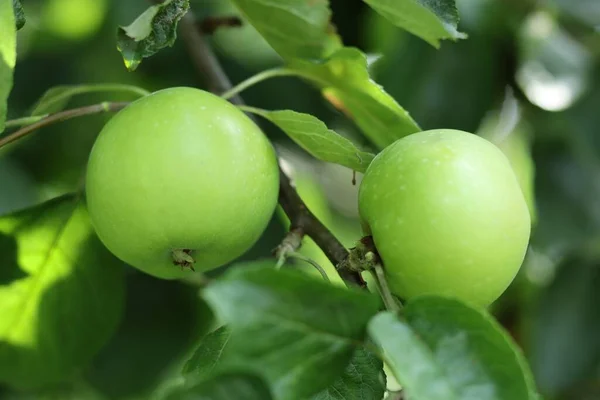 Apples Tree Branch Green Apples Garden — Stockfoto