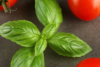 basil and tomato cherry. Tomato and basil greens.