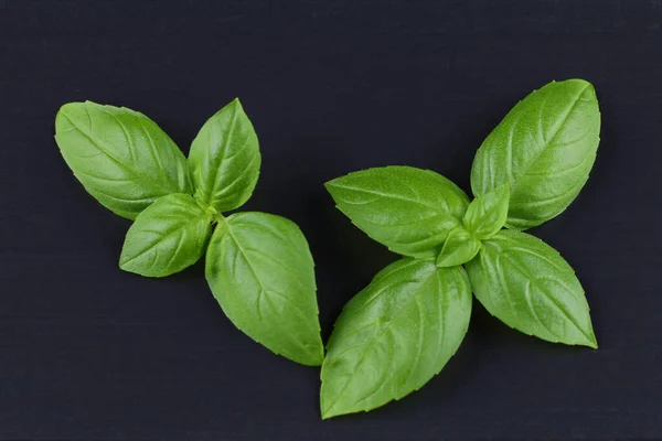 Fresh Green Basil Black Background — ストック写真