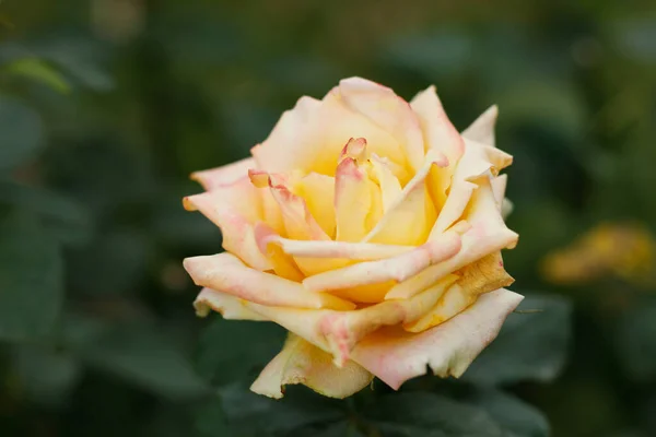 Yellow Rose Garden Fresh Yellow Roses Green — 스톡 사진