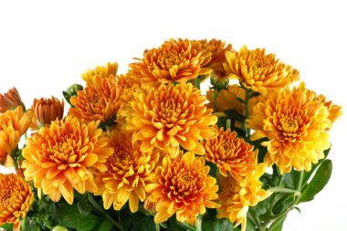 Turuncu kasımpatı çiçekleri. Beyaz izolasyonda kasımpatılar.