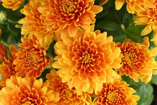 Orangefarbene Chrysanthemen Blühen Chrysanthemen Aus Nächster Nähe — Stockfoto