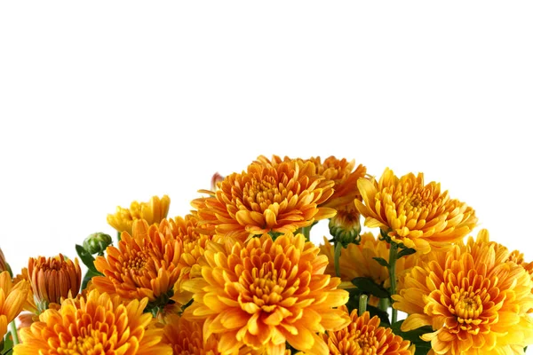 Fleurs Chrysanthème Orange Chrysanthèmes Sur Isolat Blanc — Photo