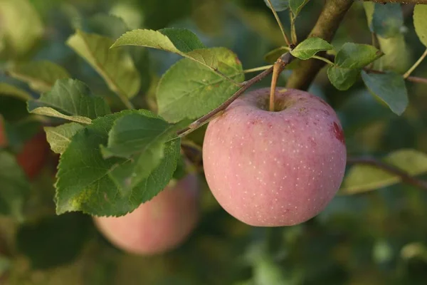 Red apples grow on a tree in the garden.