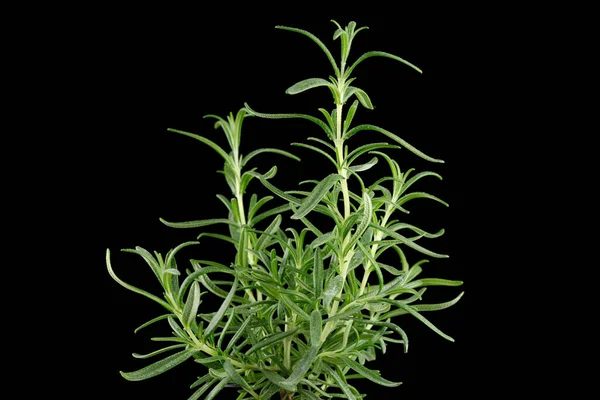 黒のローズマリーグリーン ポットのローズマリー植物 — ストック写真
