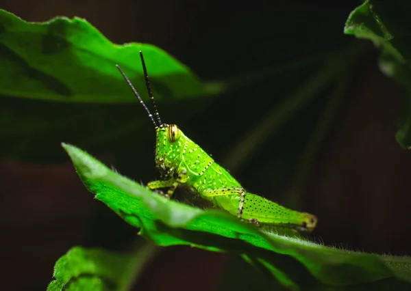 Green Grasshopper Green Leaf Nature Animal Close Macro Concept — Stock Photo, Image