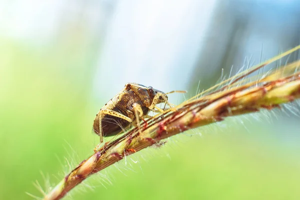 Stinkende Wants Zit Een Grastak Natuurweide Insectenclose Macro — Stockfoto