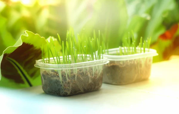 Herbe Blé Dans Les Pots Clairs Sur Table Avec Une — Photo