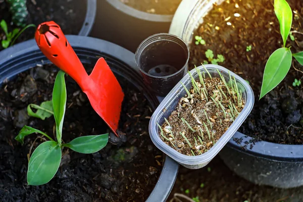 Herbe Blé Dans Les Pots Clairs Pelle Rouge Sur Sol — Photo