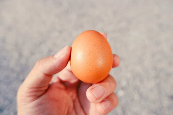 a chicken egg in hand with a blurred background