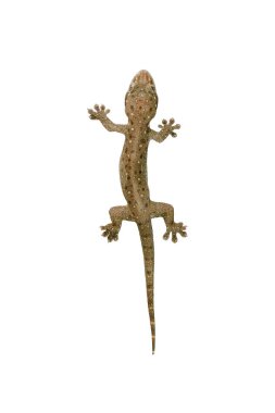 Kertenkele evi, beyaz arka planda kahverengi benekli ve kırpma yolu ile izole edilmiştir.