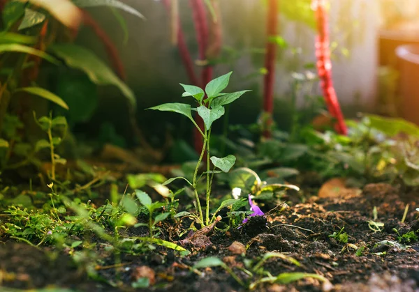 Green Pepper Saplings Flourish Light Early Morning — 스톡 사진