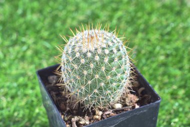 Siyah plastik tencerede altın varil kaktüs ve yeşil çimenler bulanık arka plan.