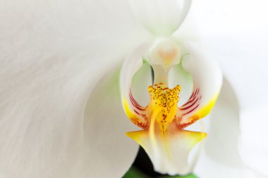 Beyaz Orkide 01