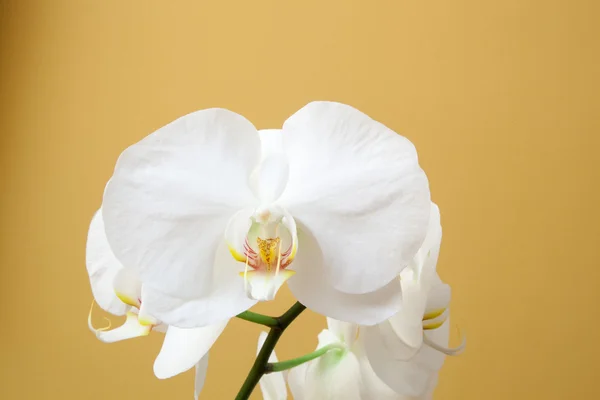 White orchid 05