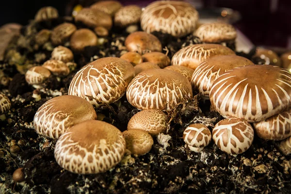 Cogumelos no solo Imagens Royalty-Free