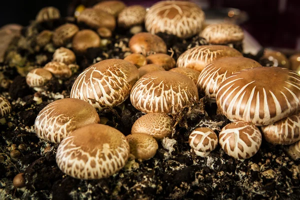 Champignons dans le sol Images De Stock Libres De Droits