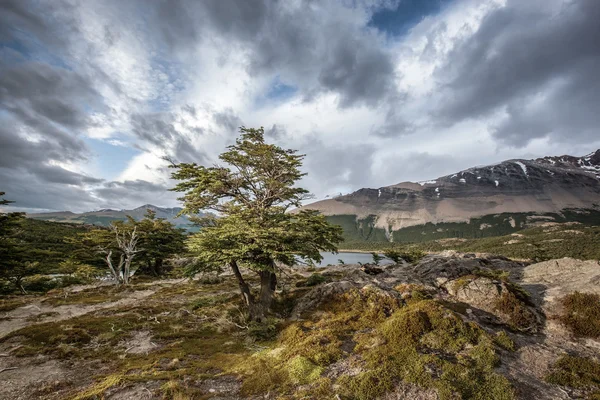 Baum umrahmt — Stockfoto