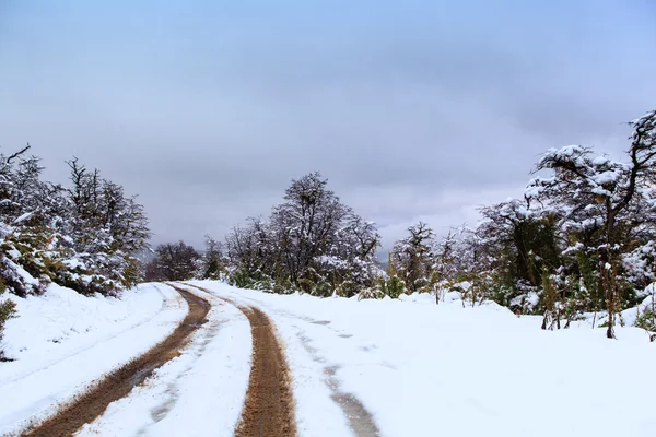 Estrada nevada na floresta Imagens Royalty-Free