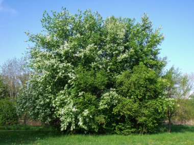 Hackberry01