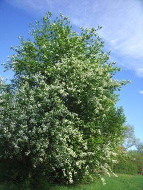 Hackberry03