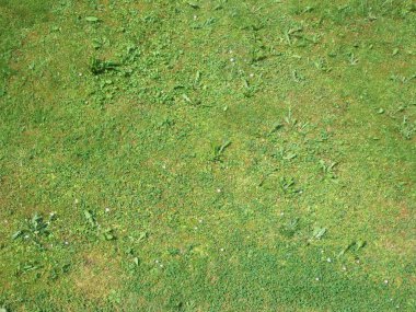 Meadowtexture1
