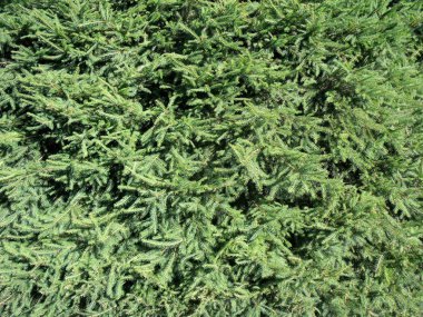 Sprucetexture02