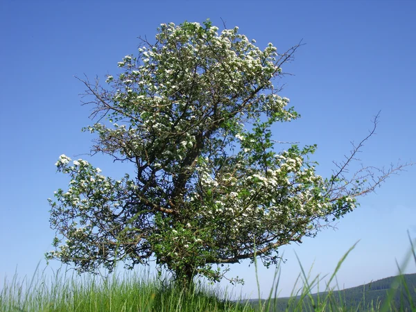 Weißdornbaum2 — Stockfoto