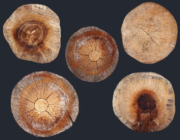 黒の背景にトウヒの断面積を記録します。 — ストック写真