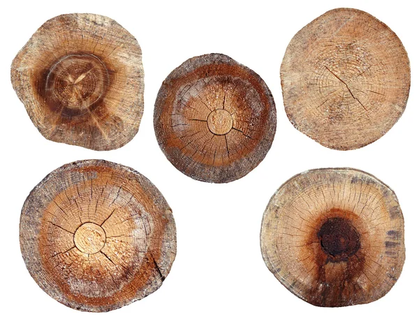 kesit alanı ladin beyaz bir arka plan üzerinde günlüğe kaydeder.