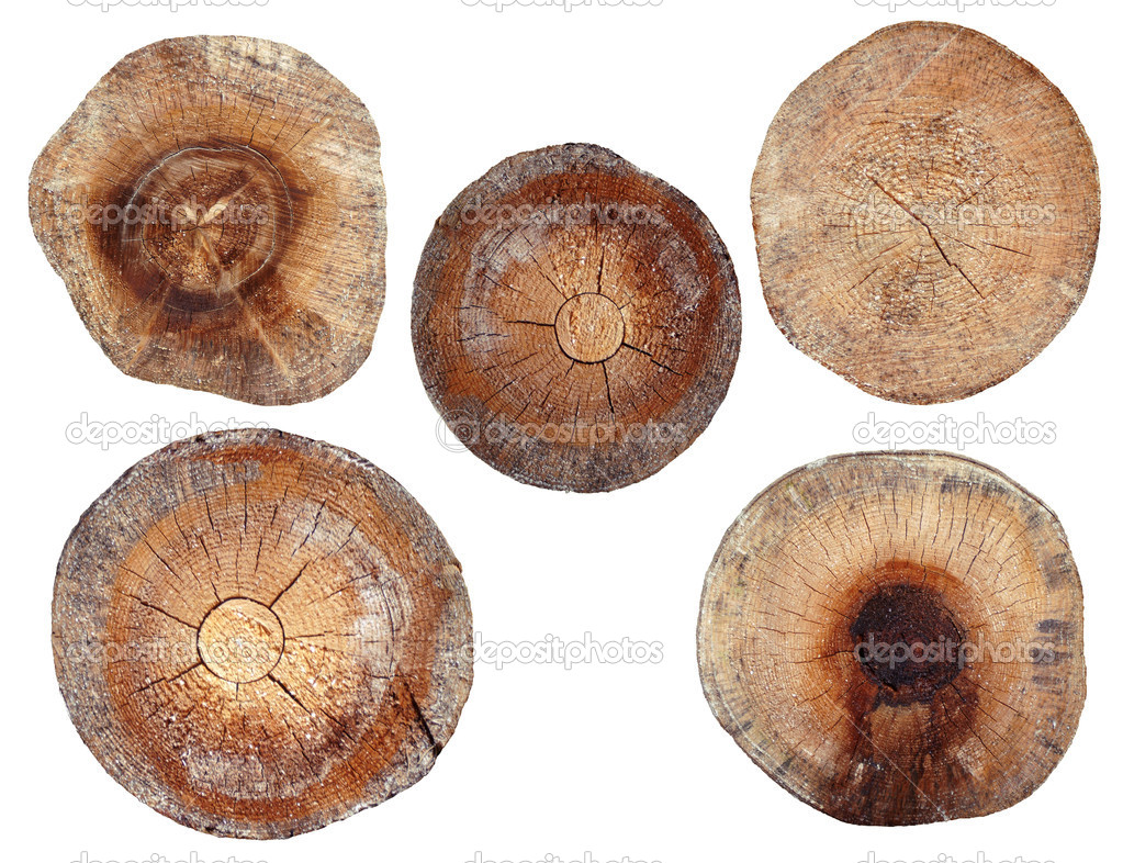 Sectional area of spruce logs on a white background