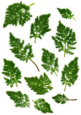 Kel para bırakıyor