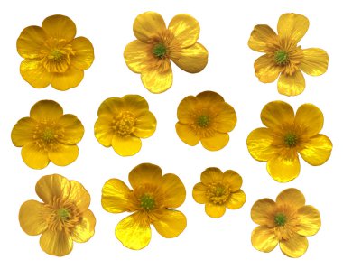 Butter cups Blossoms clipart