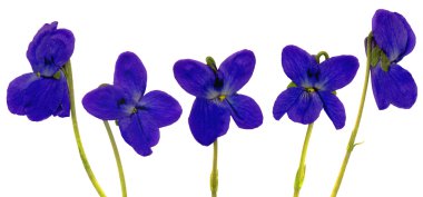 yüzünde morarma çiçekleri